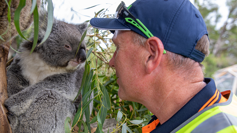 Koala in tree and Ventia employee